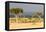 Great Migration of Wildebeests, Masai Mara National Reserve, Kenya-null-Framed Stretched Canvas