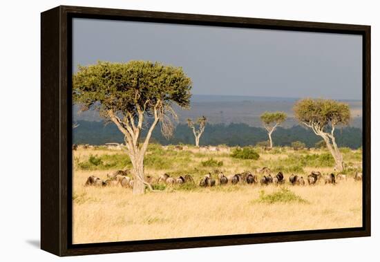 Great Migration of Wildebeests, Masai Mara National Reserve, Kenya-null-Framed Stretched Canvas