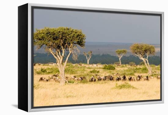 Great Migration of Wildebeests, Masai Mara National Reserve, Kenya-null-Framed Stretched Canvas