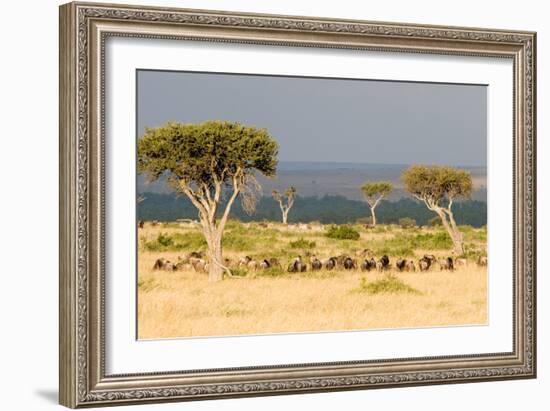 Great Migration of Wildebeests, Masai Mara National Reserve, Kenya-null-Framed Photographic Print