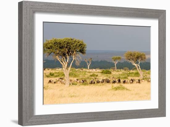 Great Migration of Wildebeests, Masai Mara National Reserve, Kenya-null-Framed Photographic Print