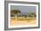 Great Migration of Wildebeests, Masai Mara National Reserve, Kenya-null-Framed Photographic Print