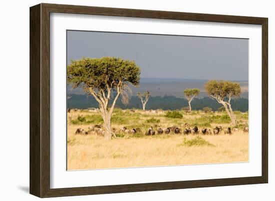 Great Migration of Wildebeests, Masai Mara National Reserve, Kenya-null-Framed Photographic Print