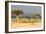 Great Migration of Wildebeests, Masai Mara National Reserve, Kenya-null-Framed Photographic Print