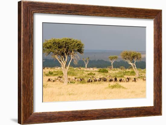 Great Migration of Wildebeests, Masai Mara National Reserve, Kenya-null-Framed Photographic Print