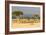 Great Migration of Wildebeests, Masai Mara National Reserve, Kenya-null-Framed Photographic Print