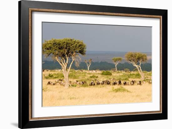 Great Migration of Wildebeests, Masai Mara National Reserve, Kenya-null-Framed Photographic Print