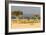 Great Migration of Wildebeests, Masai Mara National Reserve, Kenya-null-Framed Photographic Print