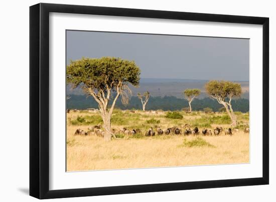 Great Migration of Wildebeests, Masai Mara National Reserve, Kenya-null-Framed Photographic Print