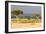 Great Migration of Wildebeests, Masai Mara National Reserve, Kenya-null-Framed Photographic Print