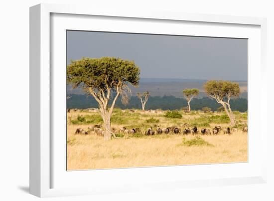 Great Migration of Wildebeests, Masai Mara National Reserve, Kenya-null-Framed Photographic Print