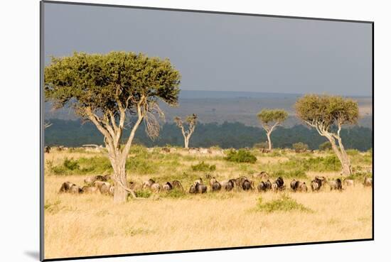 Great Migration of Wildebeests, Masai Mara National Reserve, Kenya-null-Mounted Photographic Print