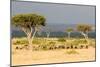 Great Migration of Wildebeests, Masai Mara National Reserve, Kenya-null-Mounted Photographic Print