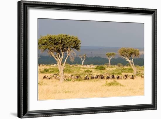 Great Migration of Wildebeests, Masai Mara National Reserve, Kenya-null-Framed Photographic Print