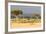 Great Migration of Wildebeests, Masai Mara National Reserve, Kenya-null-Framed Photographic Print