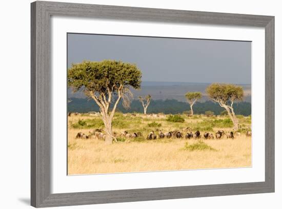 Great Migration of Wildebeests, Masai Mara National Reserve, Kenya-null-Framed Photographic Print