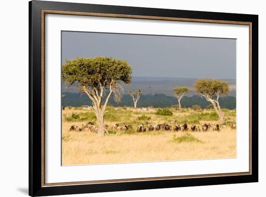 Great Migration of Wildebeests, Masai Mara National Reserve, Kenya-null-Framed Photographic Print