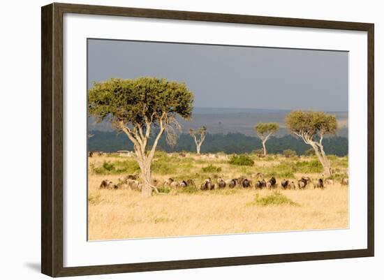 Great Migration of Wildebeests, Masai Mara National Reserve, Kenya-null-Framed Photographic Print