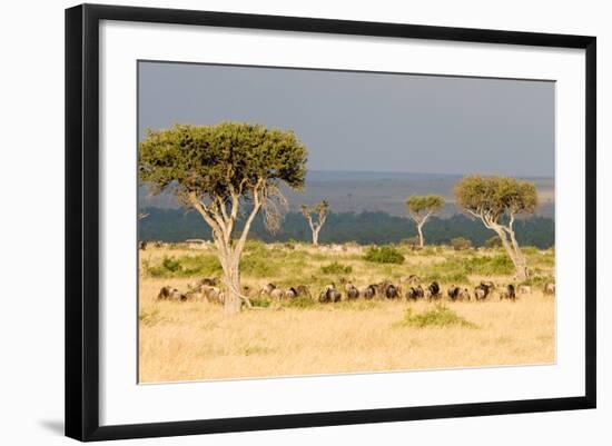 Great Migration of Wildebeests, Masai Mara National Reserve, Kenya-null-Framed Photographic Print
