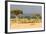 Great Migration of Wildebeests, Masai Mara National Reserve, Kenya-null-Framed Photographic Print