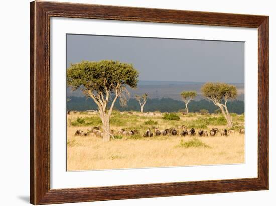 Great Migration of Wildebeests, Masai Mara National Reserve, Kenya--Framed Photographic Print