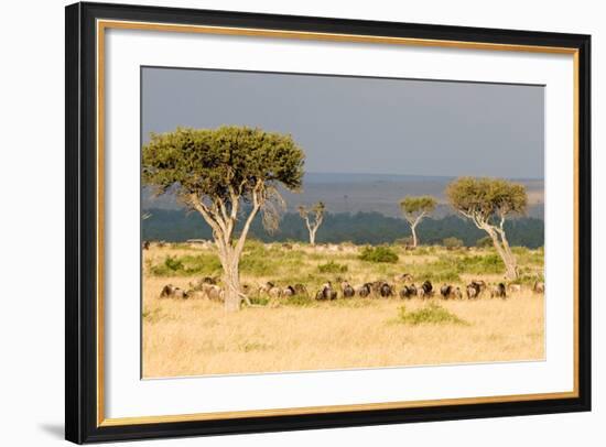 Great Migration of Wildebeests, Masai Mara National Reserve, Kenya-null-Framed Photographic Print