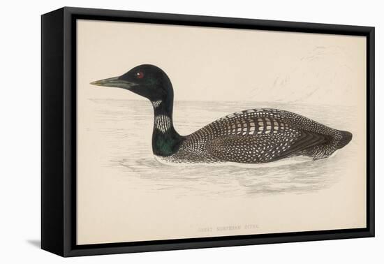 Great Northern Diver (Colymbus Glacialis) Also Known as the Immer- or Ember-Goose-Reverend Francis O. Morris-Framed Stretched Canvas