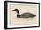 Great Northern Diver (Colymbus Glacialis) Also Known as the Immer- or Ember-Goose-Reverend Francis O. Morris-Framed Art Print