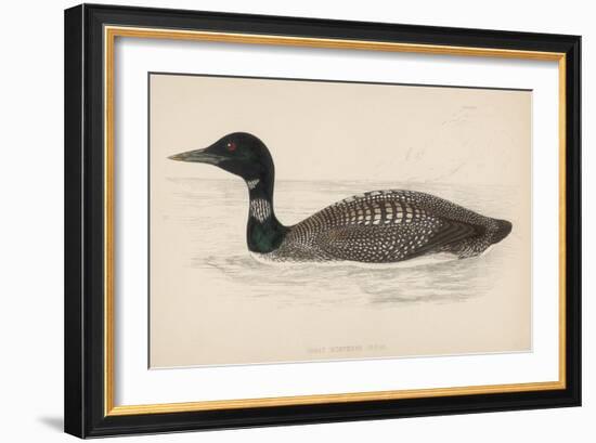 Great Northern Diver (Colymbus Glacialis) Also Known as the Immer- or Ember-Goose-Reverend Francis O. Morris-Framed Art Print