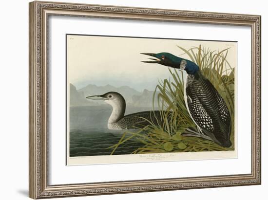 Great Northern Diver or Loon-John James Audubon-Framed Giclee Print