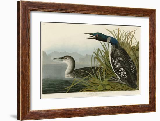 Great Northern Diver or Loon-John James Audubon-Framed Giclee Print