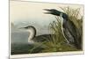 Great Northern Diver or Loon-John James Audubon-Mounted Giclee Print