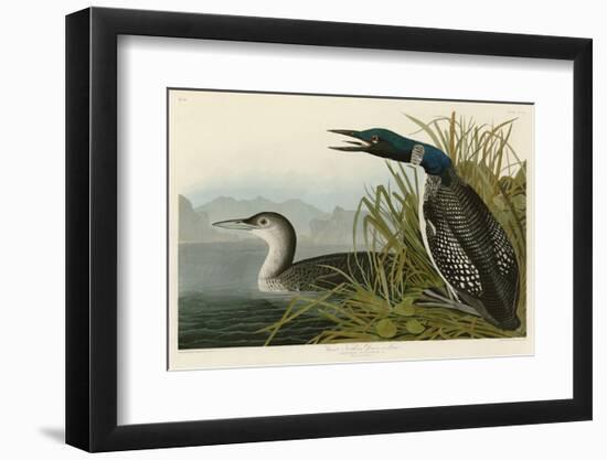 Great Northern Diver or Loon-John James Audubon-Framed Art Print