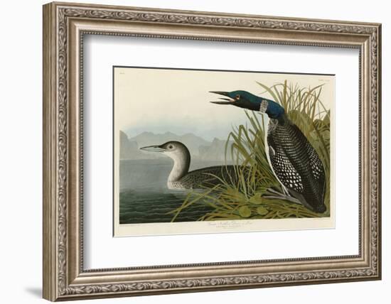 Great Northern Diver or Loon-John James Audubon-Framed Art Print