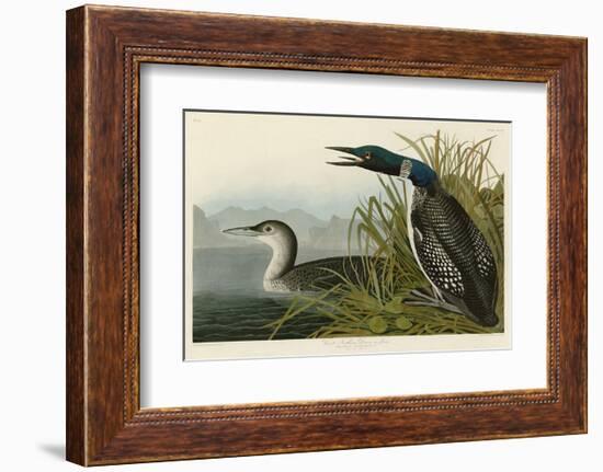 Great Northern Diver or Loon-John James Audubon-Framed Art Print