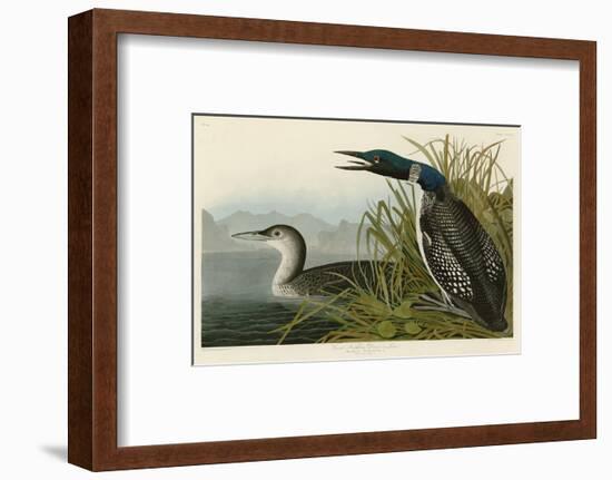 Great Northern Diver or Loon-John James Audubon-Framed Art Print