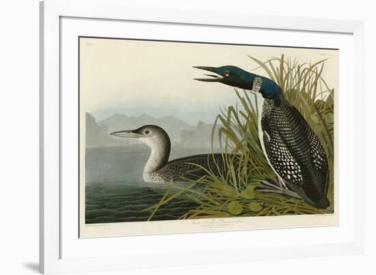 Great Northern Diver or Loon-John James Audubon-Framed Art Print