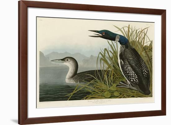 Great Northern Diver or Loon-John James Audubon-Framed Art Print
