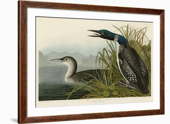 Great Northern Diver or Loon-John James Audubon-Framed Art Print