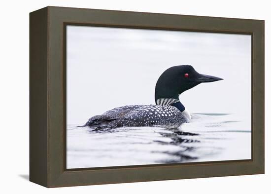 Great Northern Diver-null-Framed Premier Image Canvas