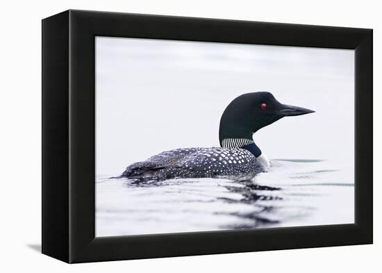 Great Northern Diver-null-Framed Premier Image Canvas