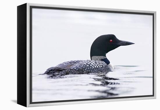 Great Northern Diver-null-Framed Premier Image Canvas