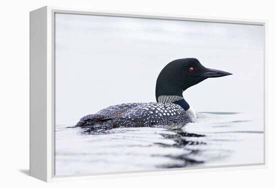 Great Northern Diver-null-Framed Premier Image Canvas