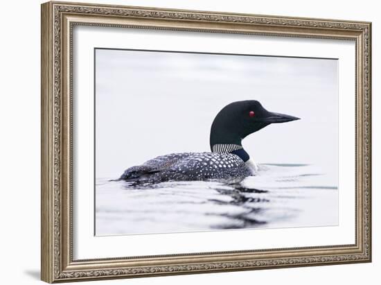 Great Northern Diver-null-Framed Photographic Print