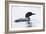 Great Northern Diver-null-Framed Photographic Print