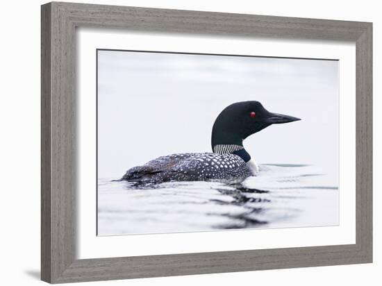 Great Northern Diver-null-Framed Photographic Print