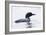 Great Northern Diver-null-Framed Photographic Print