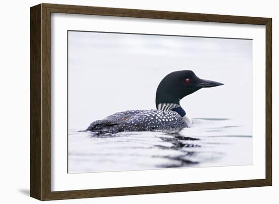 Great Northern Diver-null-Framed Photographic Print