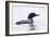 Great Northern Diver-null-Framed Photographic Print