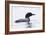 Great Northern Diver-null-Framed Photographic Print